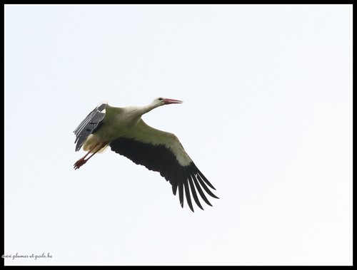 Cigogne blanche